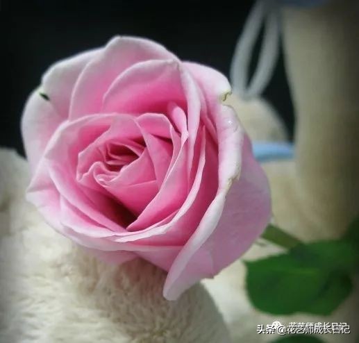 苏醒玫瑰是什么颜色（10款粉色玫瑰品种介绍）