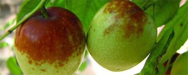 枣树苗几月份种植最好（枣树移栽的最好时间及注意事项）