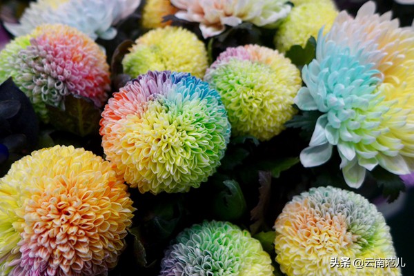 有一种日子叫花：当鲜花深入云南人的骨髓