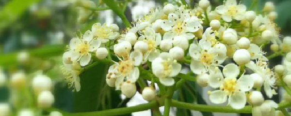 石楠花的花期（石楠花的花期及养护小技巧）