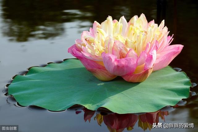 看花心情好的句子(早上看花心情好的句子)