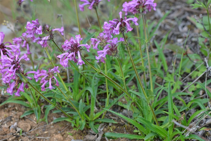 《中华本草》味甘;微苦;性温.和胃止痛;消肿排脓.