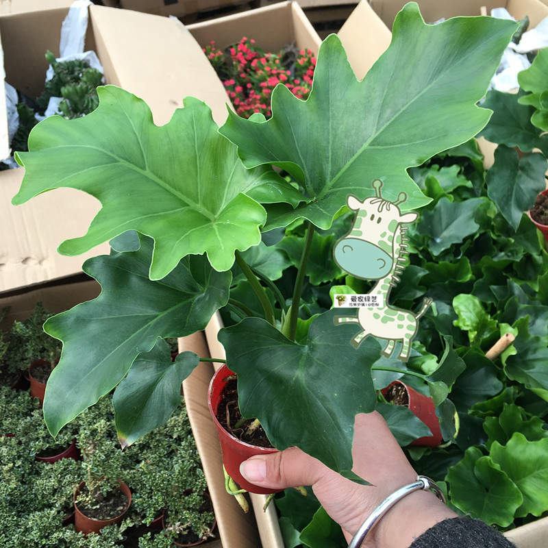 春雨植物怎么养（分享春雨绿植的养护小技巧）