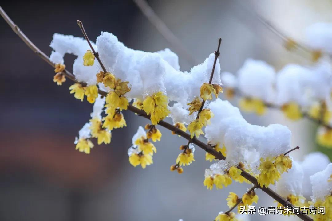 古诗词里的梅花，美得彻骨