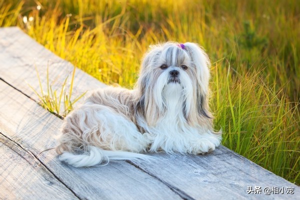 西施犬造型修剪教程,看看造型大賽什麼評判標準-寵物主人