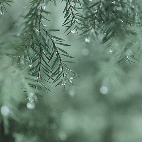 雨天做后期，还得绿一点