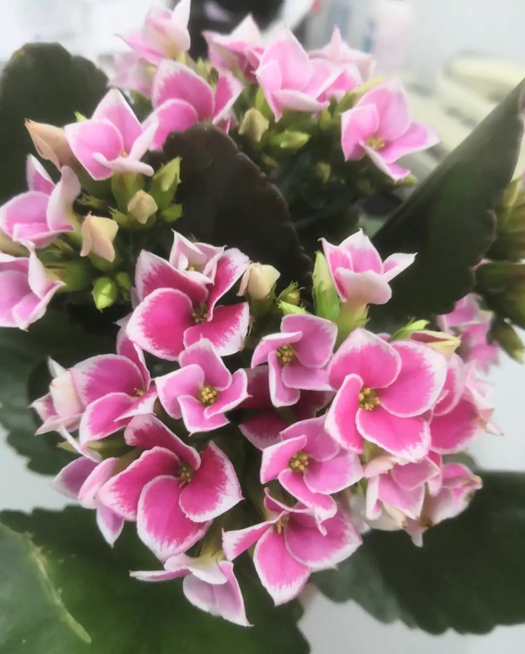 100个长寿花品种,40种单瓣60个重瓣,图名并茂,值得收藏