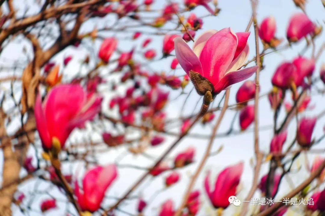 玉兰花记：谁寄芳心枝头上，一倾相思说与春