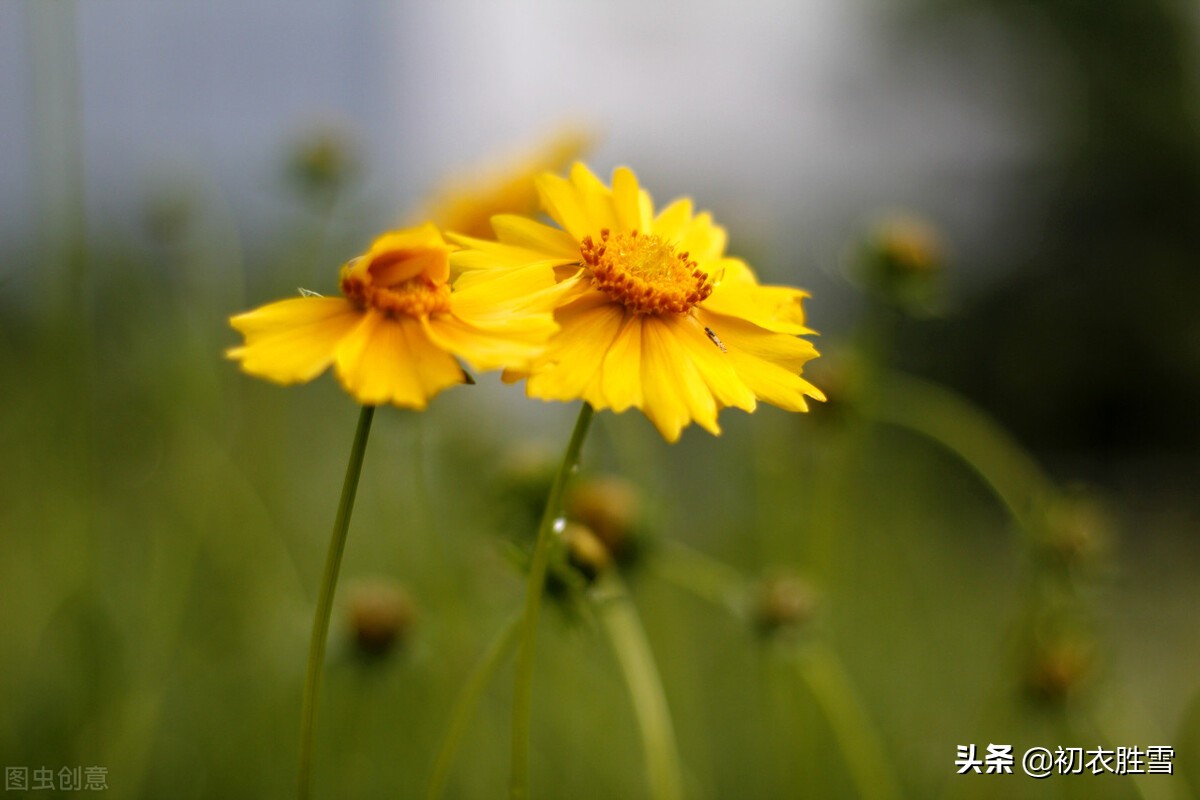 ​菊花雨，犹恋黄花雨后香——秋雨菊花美诗五首