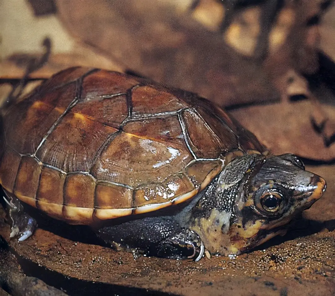 乌龟的种类图片及名称（乌龟的品种图片）