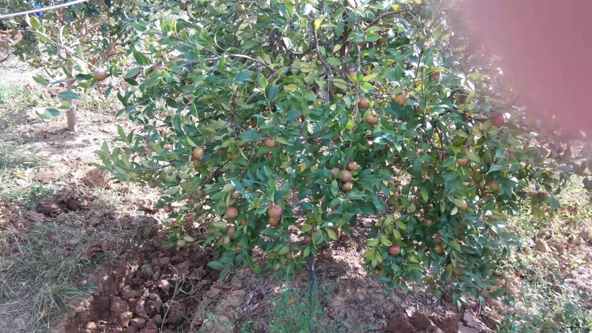 三年寸草不生的灭生性除草剂（除草剂草甘膦的危害介绍）