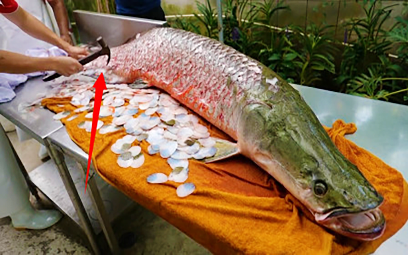 骨舌魚科目由於其骨質的牙齒而得名,但是在骨舌魚目裡,並不只有巨骨舌