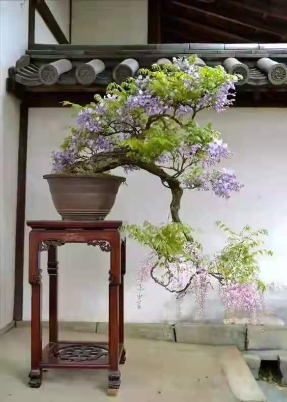九种“吉祥树”，越老越值钱，越养越“富贵”
