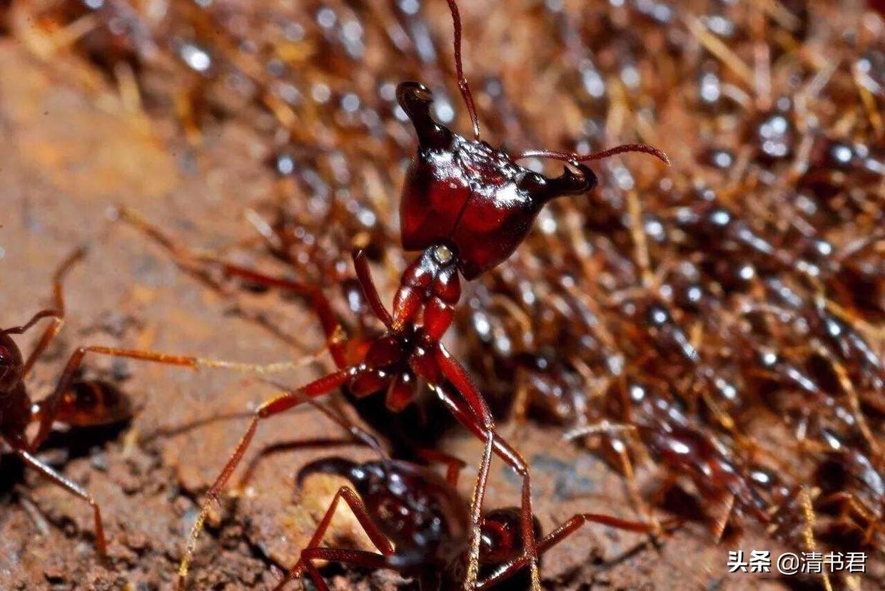 螞蟻 蟻後統領下的他們數量龐大 團隊作戰 單兵作戰能力強 Me前沿