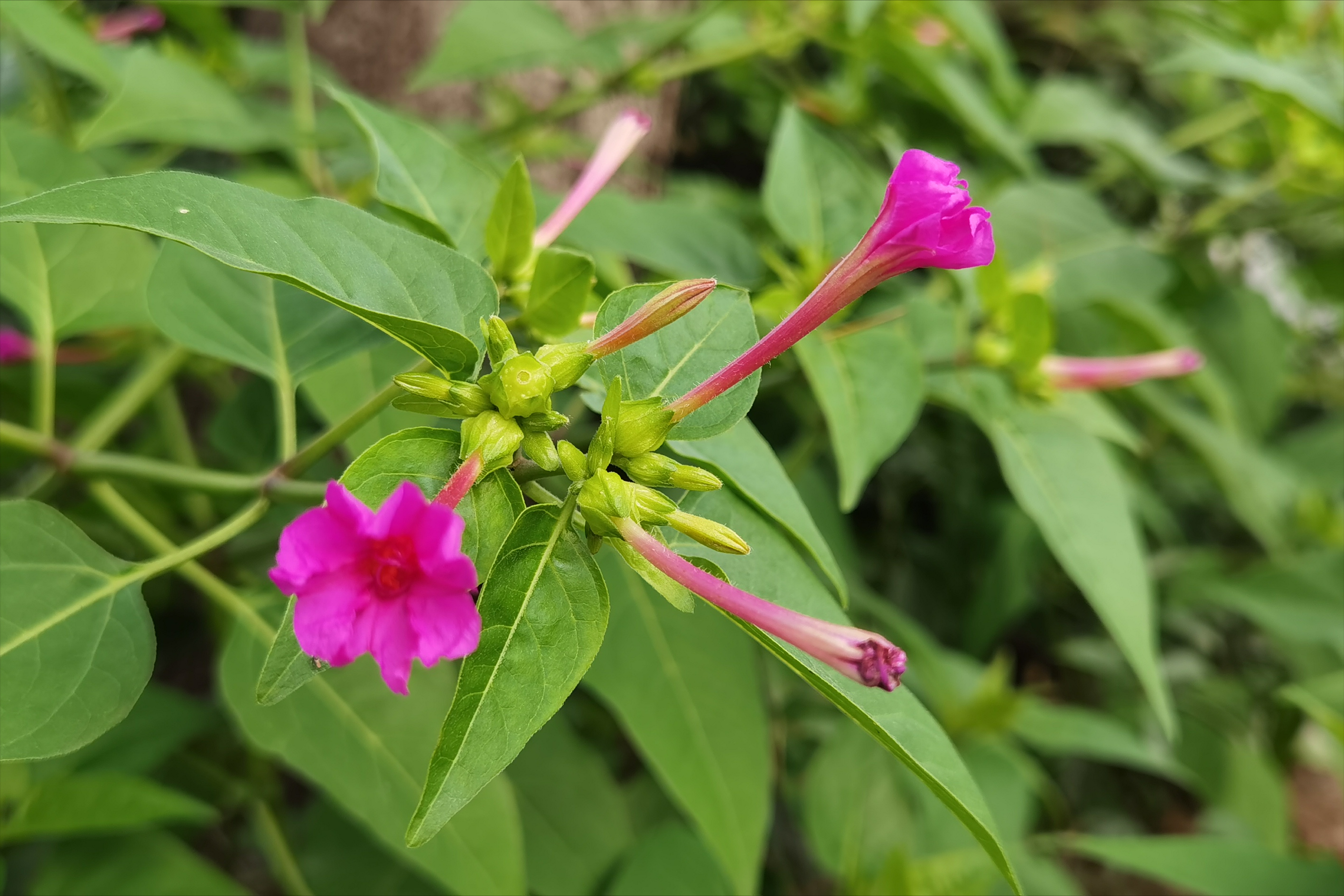 農村野花