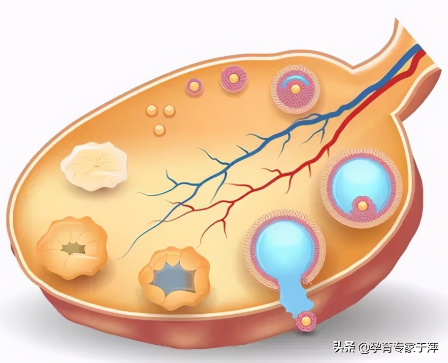 于萍讲孕育：年纪轻轻生育力下降，什么是检测卵巢功能的金标准？