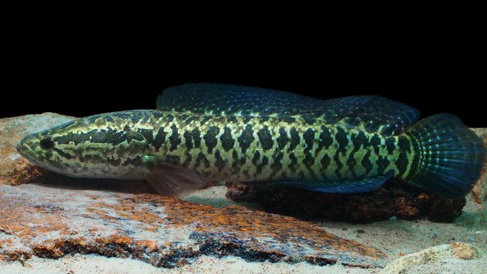 比亚洲鲤还厉害,恐怖黑鱼在美国长到1米长,美国人民需要中国胃