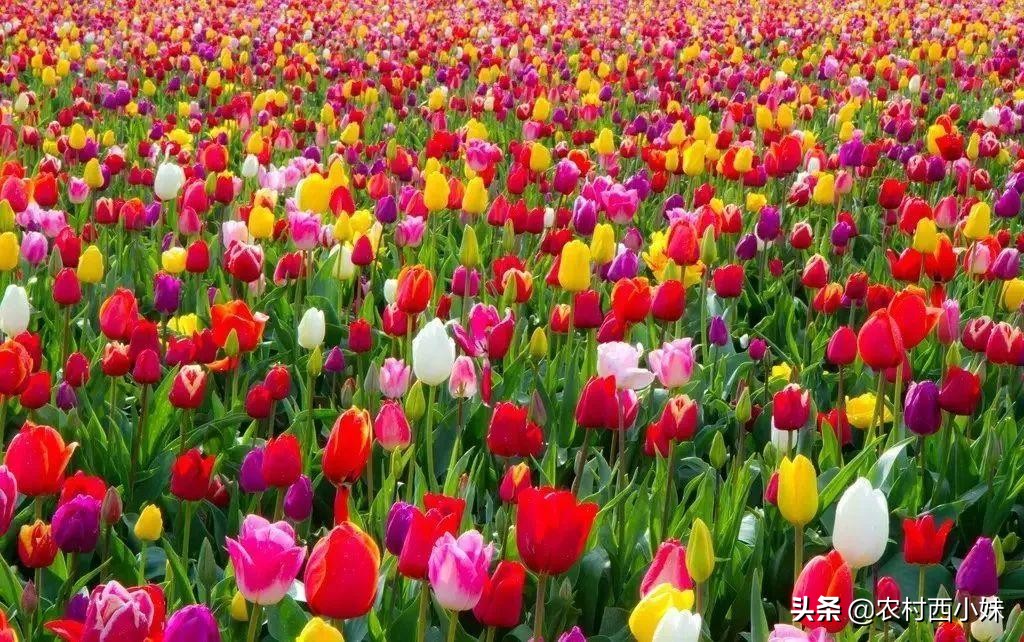 郁金香的花期在什么时候（郁金香的开花时间与养护方法）
