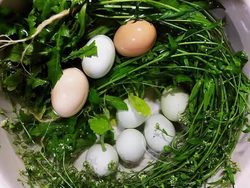 地菜煮鸡蛋,地菜煮鸡蛋是什么节日