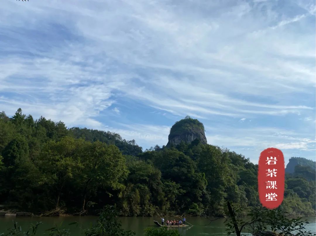 牛肉、马肉、猴肉、鬼肉，这么多正岩肉桂，哪个山场的味道最好？