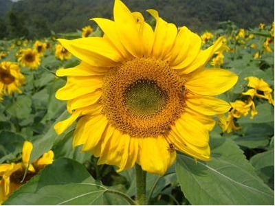 向日葵的生长过程顺序（向日葵的4个生长阶段讲解）