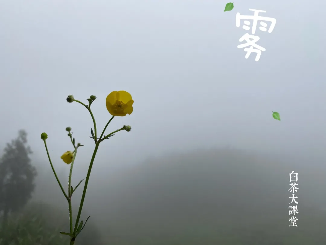 100元一斤的白毫银针,你买吗?看名气买白茶的风气何时能止?