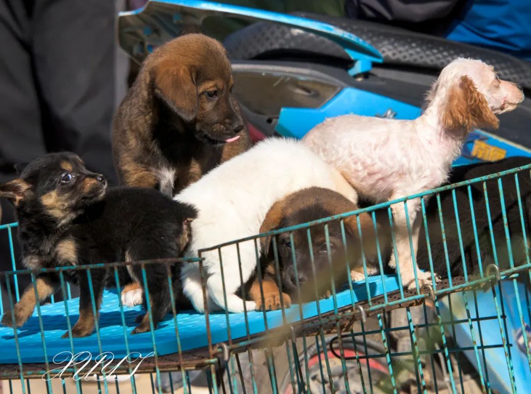 北京狗市北京附近哪里有狗市