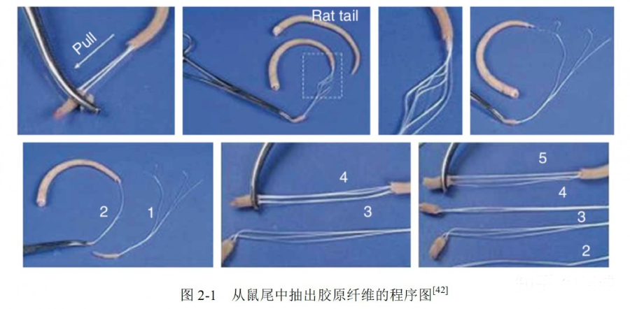 耗子尾汁儿是什么意思（耗子尾汁的具体功能）