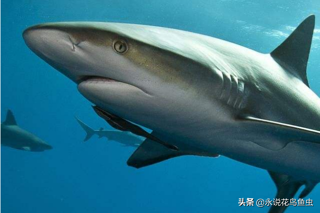 世界最大的鲨鱼排行榜 鲸鲨位列第一