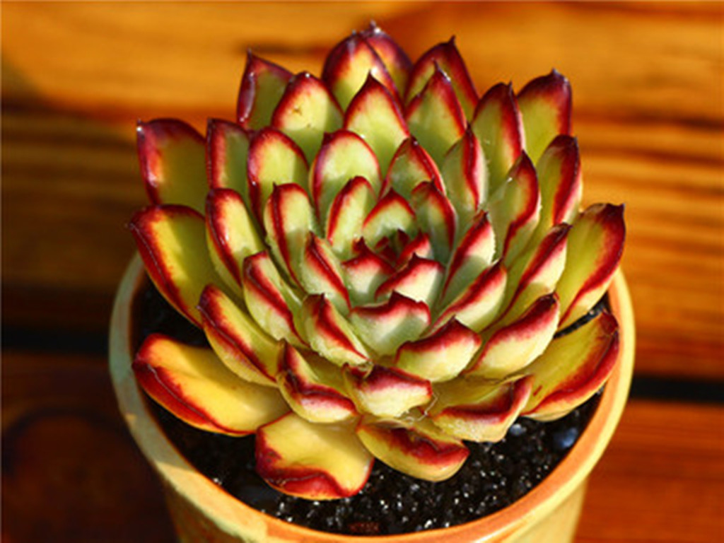 多肉墨西哥灵隐,冬天这样养护更显花容月貌,比春秋露养还美