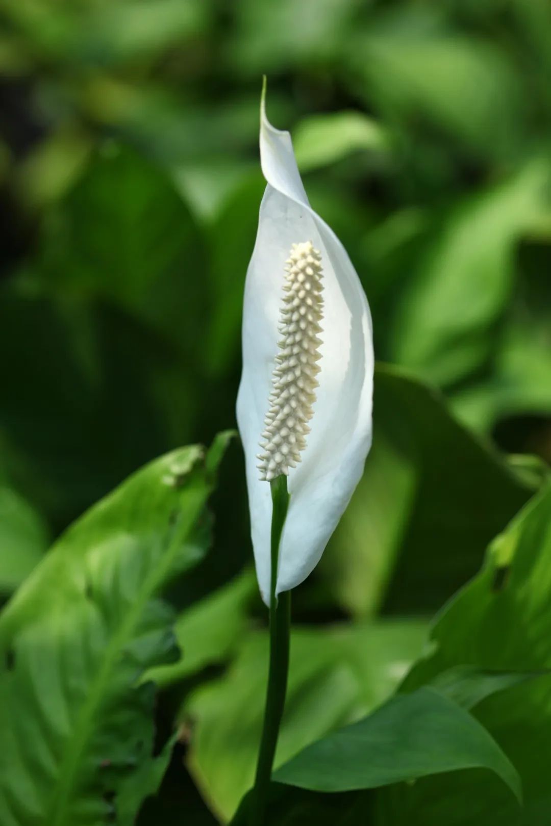 怎么种白鹤芋(白鹤芋怎么繁殖)