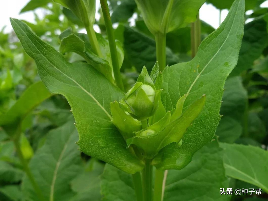 串叶松香草图片（串叶松香草的好处与价值）