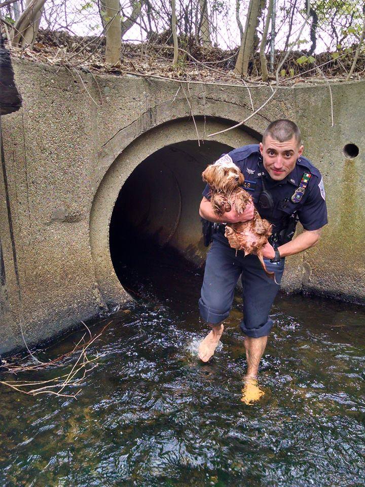 小狗狗被吓跳进水沟，暖心警察踏进臭水将其救出，网友：想嫁
