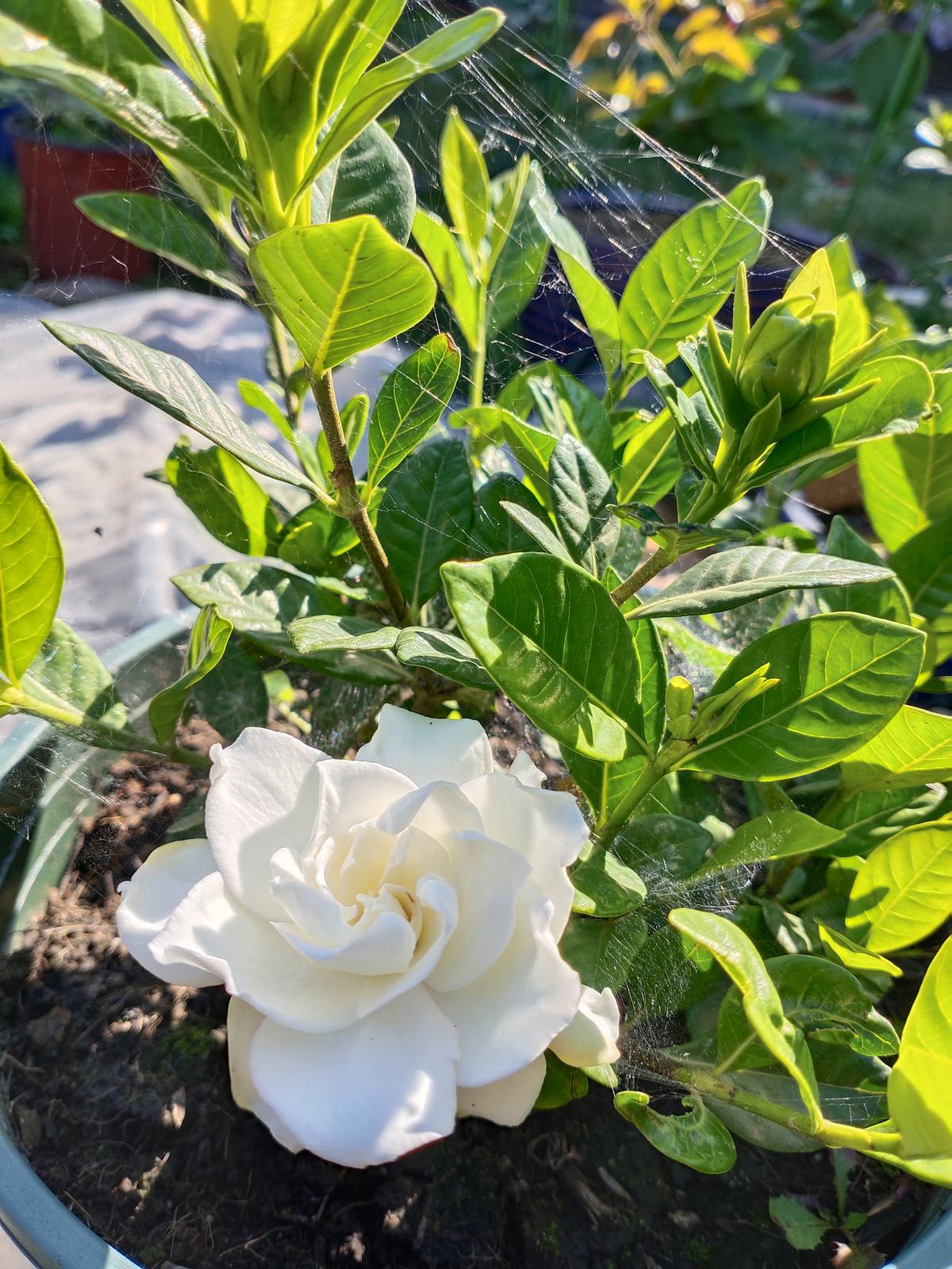 梔子花怎麼養才能更旺盛開花(室內梔子花怎麼養才能更旺盛開花)