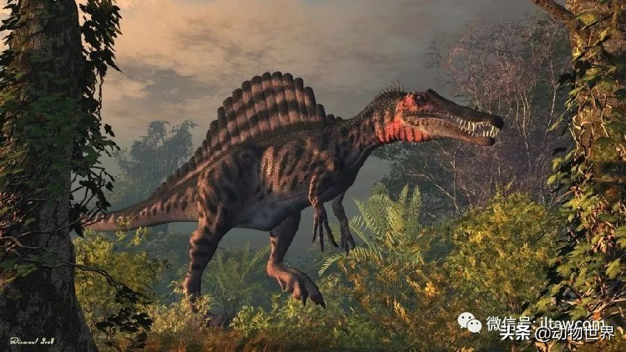 最大型的陆生肉食性恐龙之一棘龙