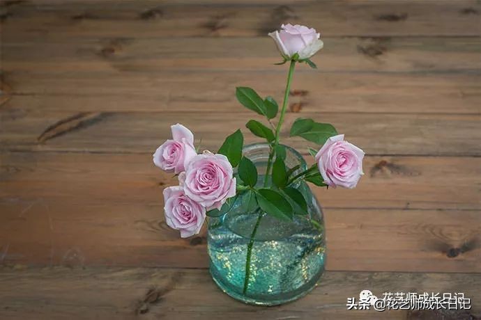 苏醒玫瑰是什么颜色（10款粉色玫瑰品种介绍）