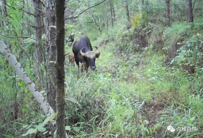 云南省首次拍摄印度野牛宝宝，体型最大的牛，也是一级保护动物。