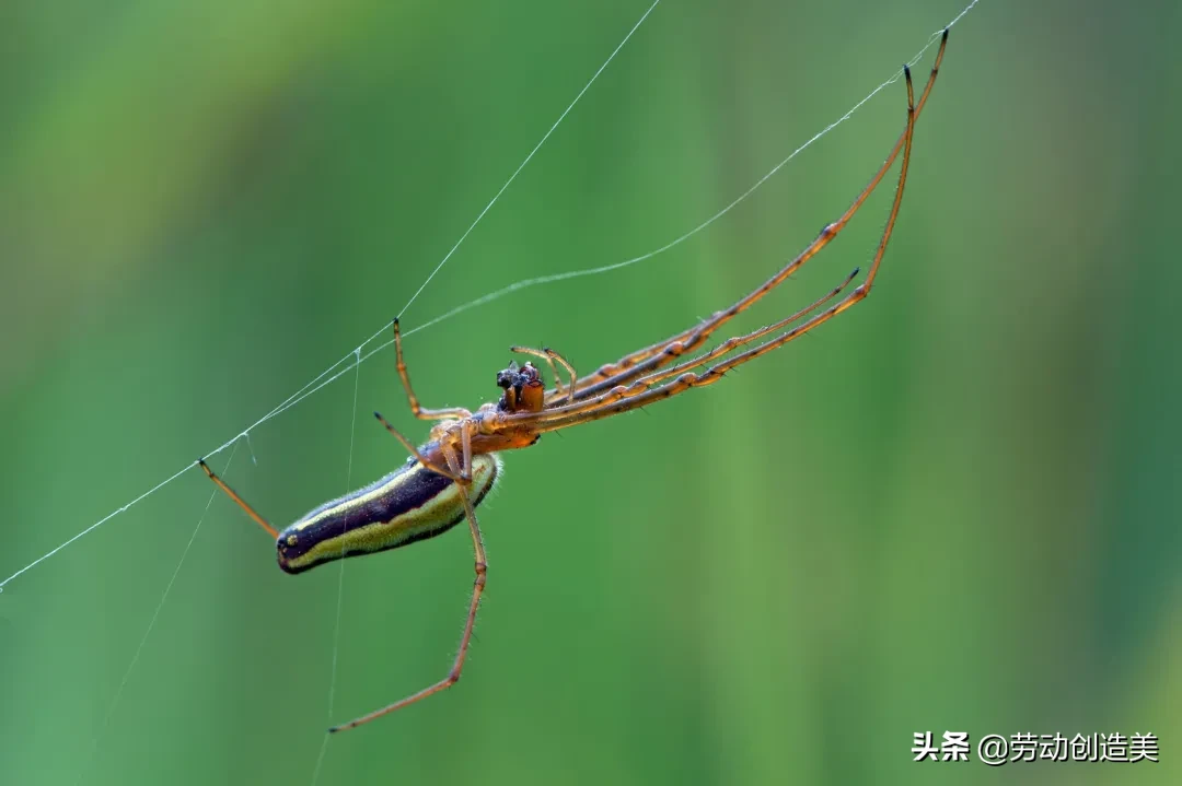 蠵蠖螠蛂虻蚰蜒蛞蝓蜉蝣蟛蜞蝤蛑蛁，你都认识吗？