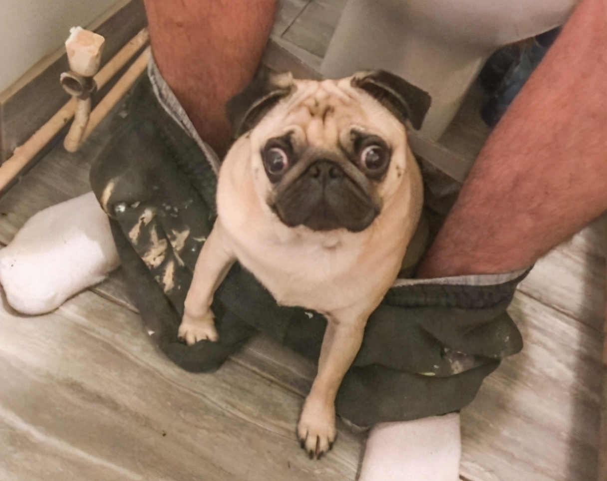 小房子也能养狗，这6种小型犬，占地不大而且还忠诚