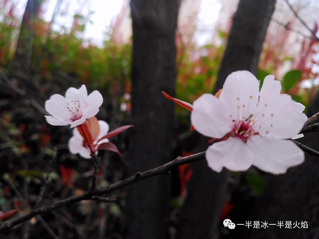 李花：一语天然万古新，豪华落尽见真淳