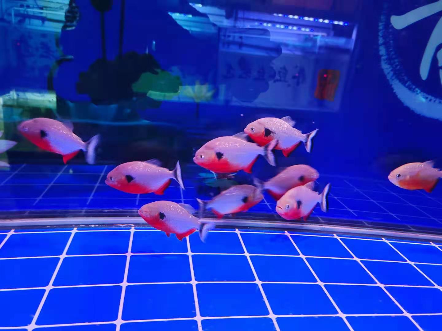 鸚鵡魚水溫,鸚鵡魚水溫度多少最佳