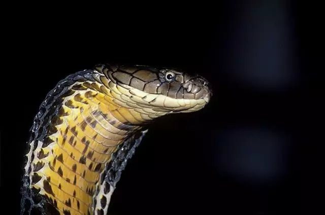 云南村民家中惊现3米眼镜王蛇！为国家保护动物，被咬死赔多少？