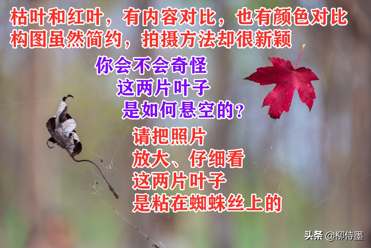 拍摄漂亮的“一叶知秋”，留下秋天的多姿多彩，摄影技巧学起来