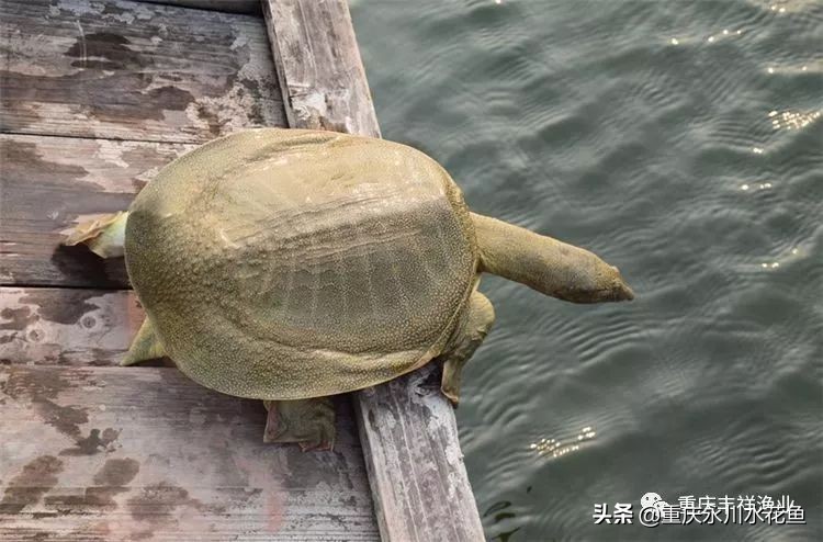 池塘仿造自然條件養(yǎng)殖甲魚的技術(shù)特點