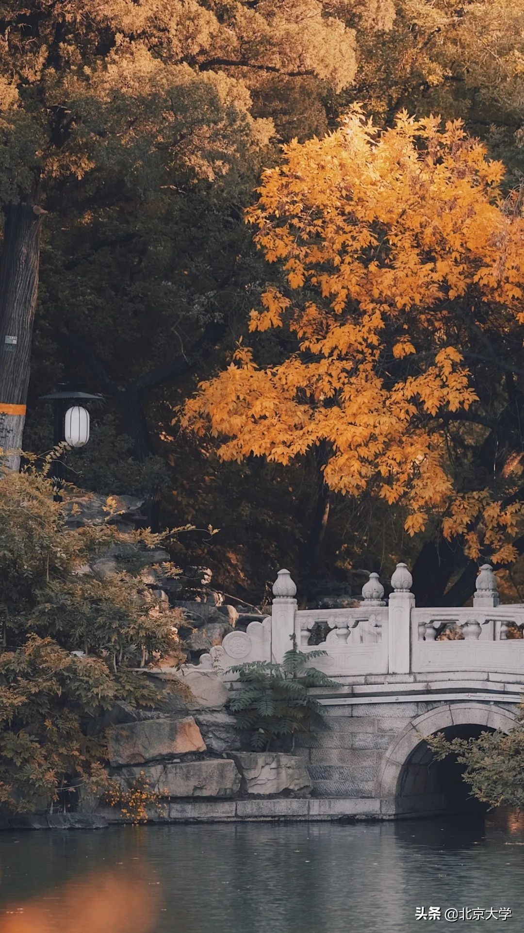 独家限定！北大赏秋地图来了