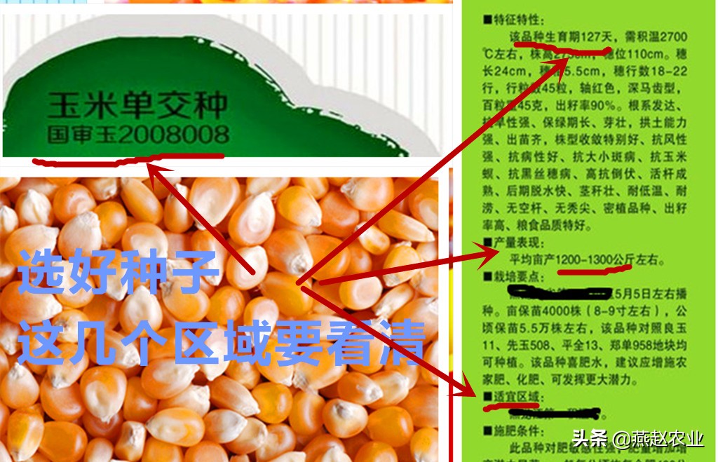 沃玉111玉米品种简介图片