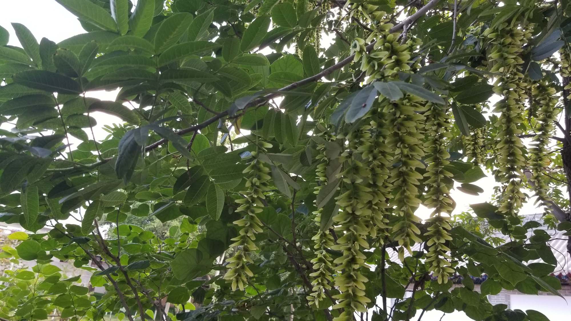 麻柳叶功效与作用-我的快乐小窝