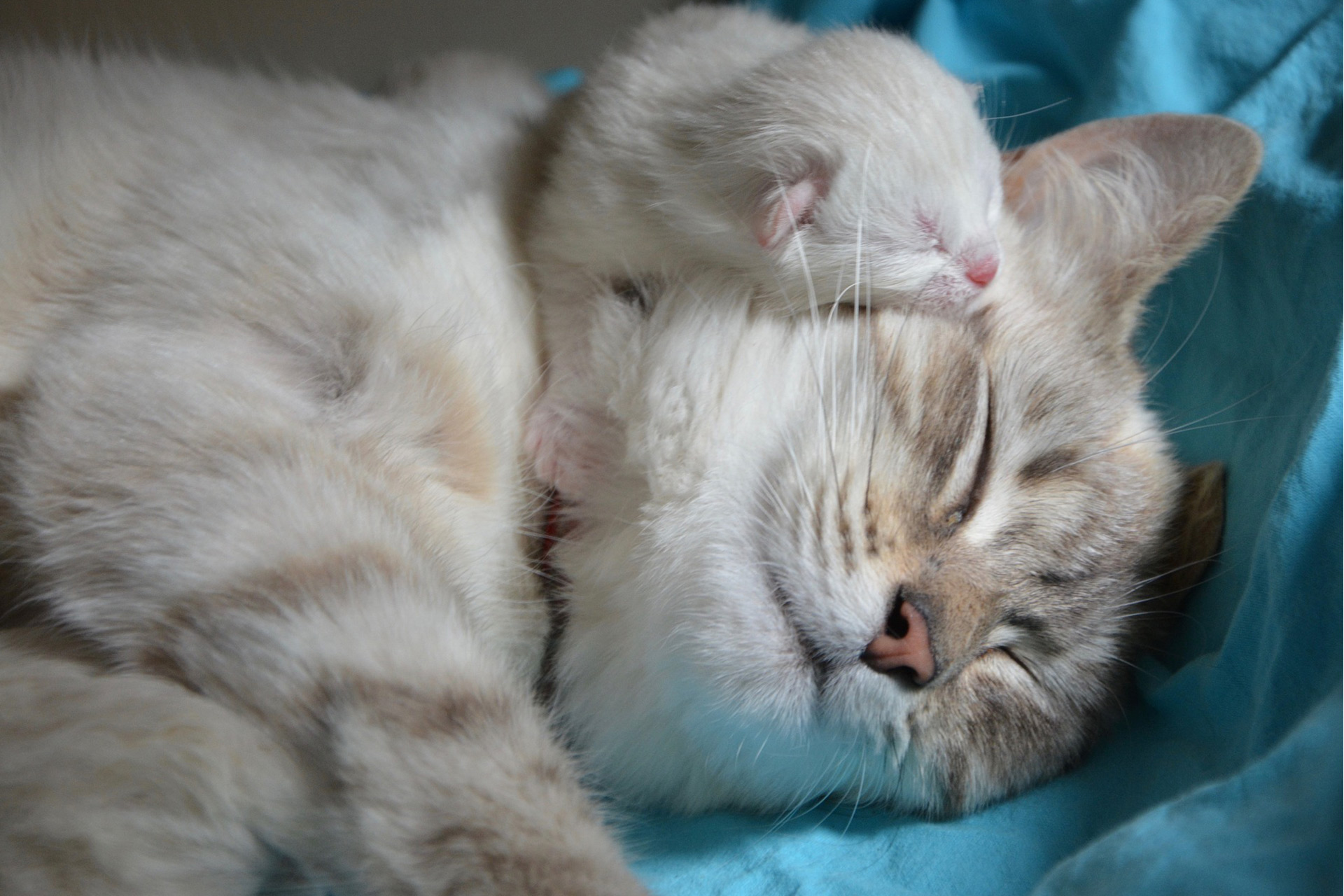 以母猫来说,怀孕对于猫咪来说是一种负担,即便是猫舍的种猫,一般也会