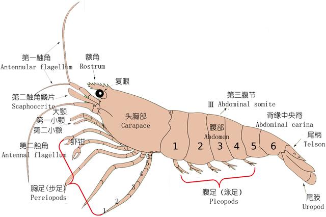 虾的品种有哪几种（如何辨别虾的类别种类）