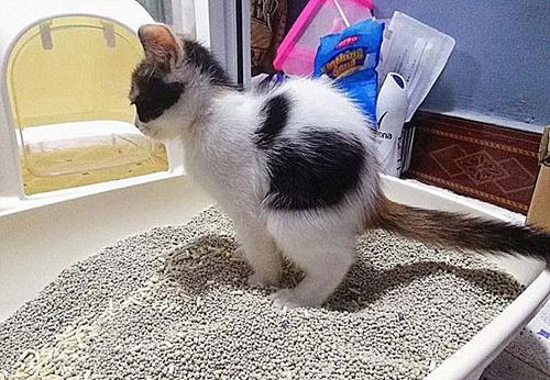 猫砂如何使用，猫砂使用的6个问题？